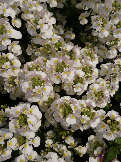 Nemesia Vanilla 9cm