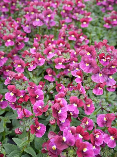 Nemesia Bordeaux 9cm