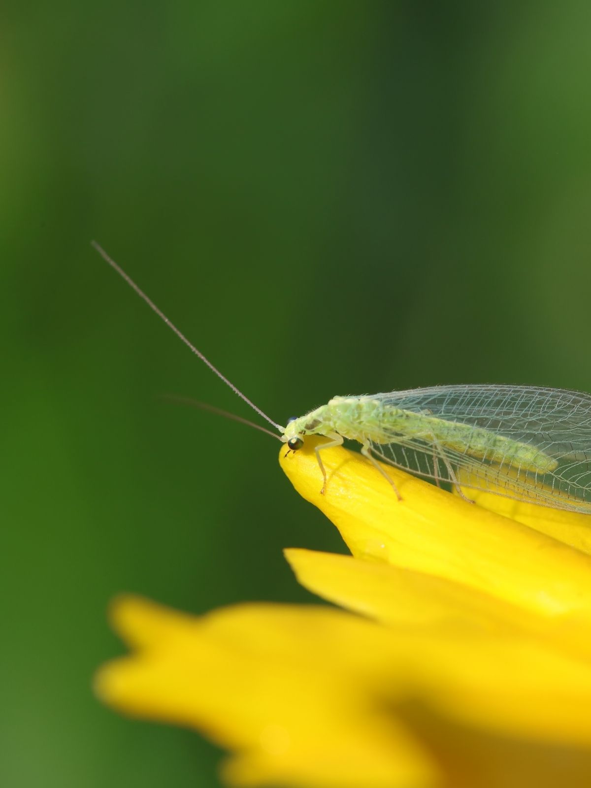 Beneficial Insects