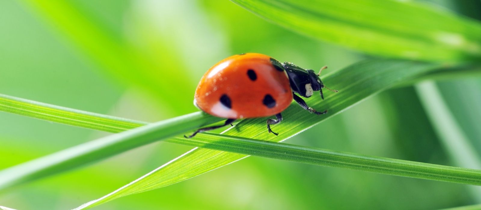 Ladybirds - Natural Predators