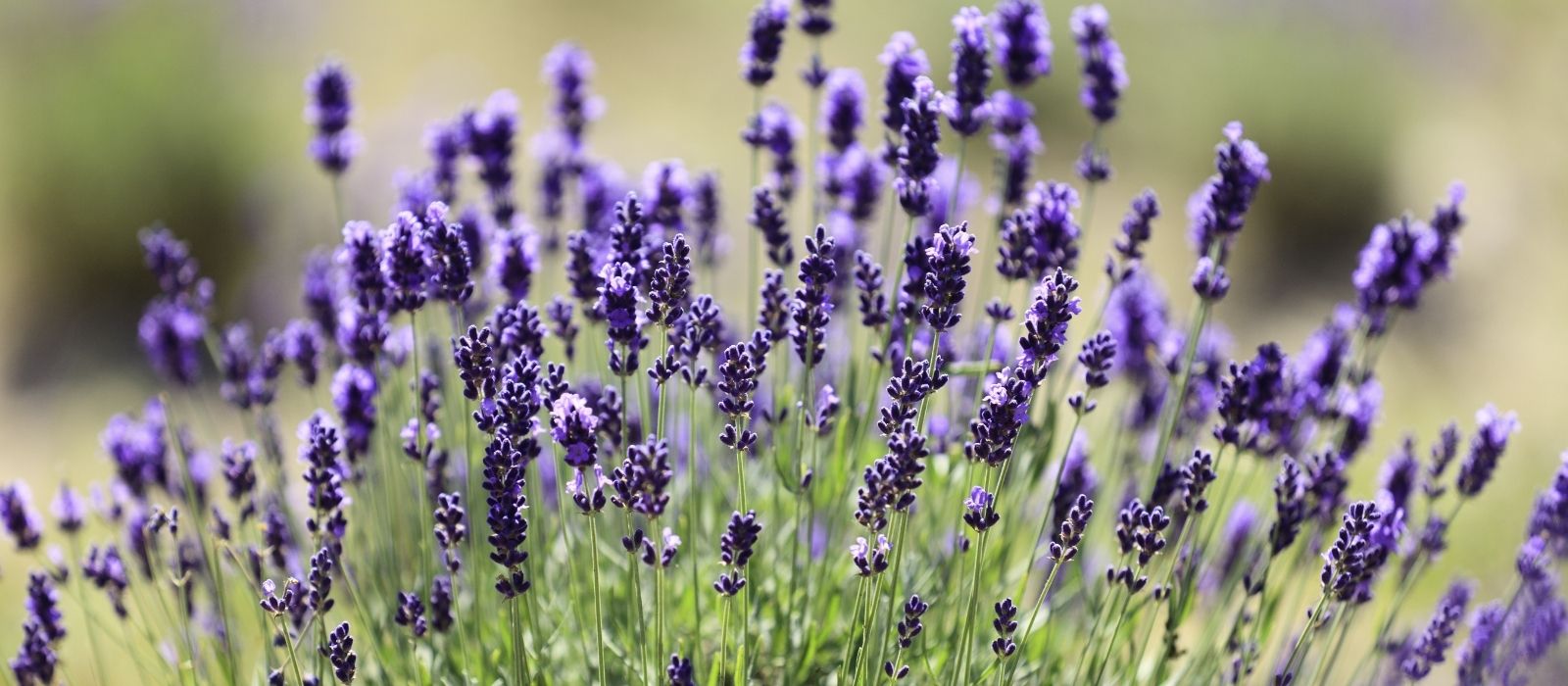 Growing lavender