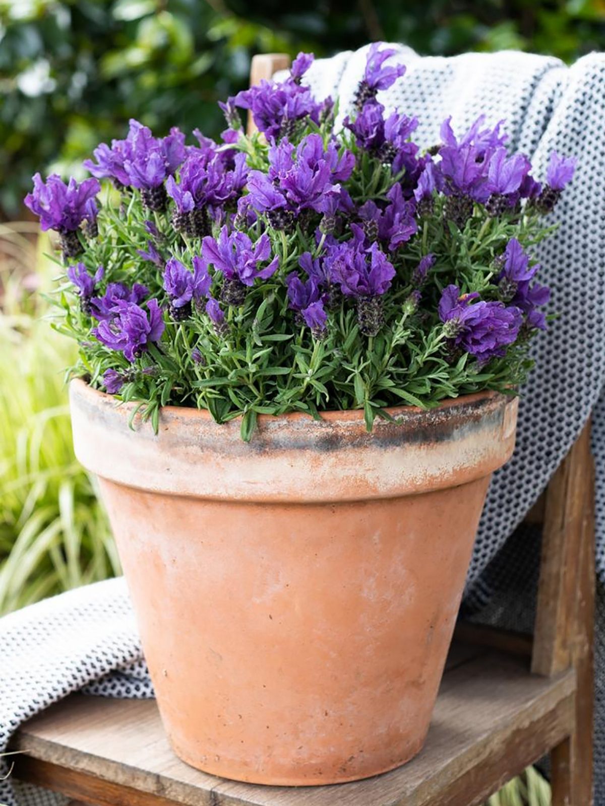 Growing lavender