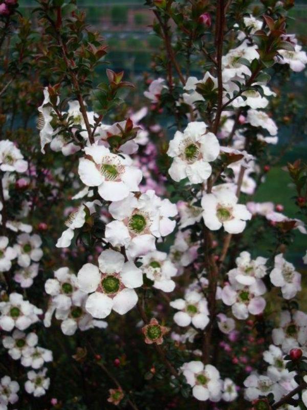 Leptospermum Cygnus (PVR) 3.5L