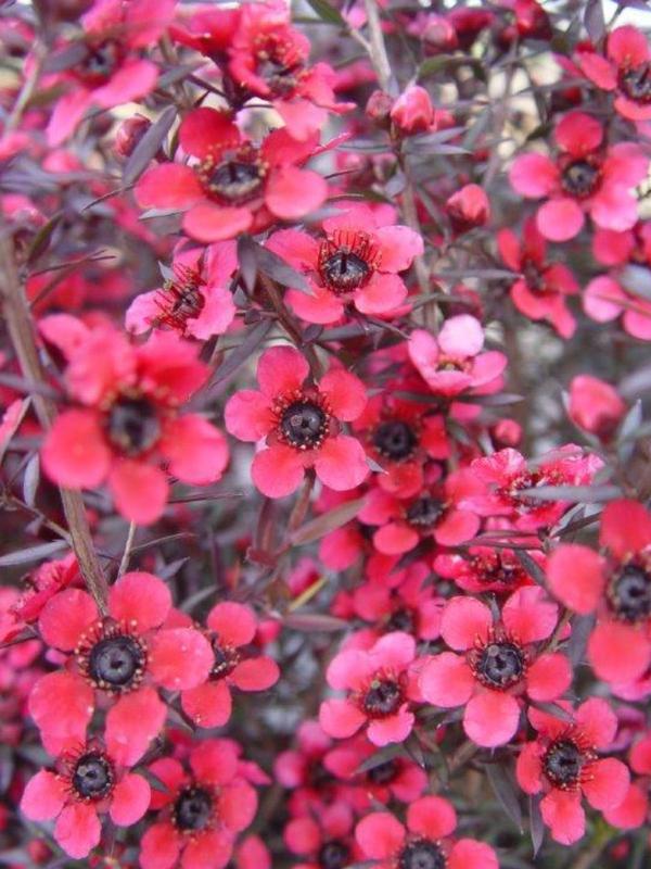 Leptospermum Electric Red PB5