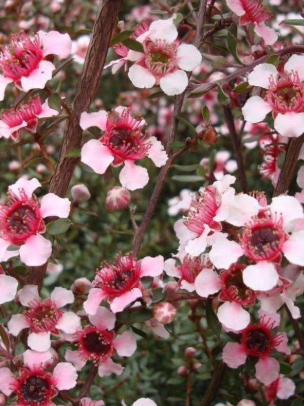 Leptospermum Mesmereyes Standard