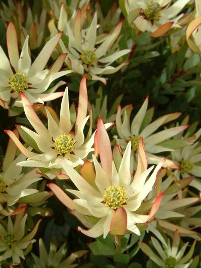 Leucadendron Julie 1.5L