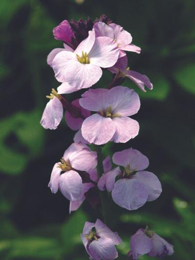 Erysimum Lilac Joy 9cm