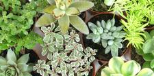 Mini Succulents 8cm, indoor, houseplants, baby succulents