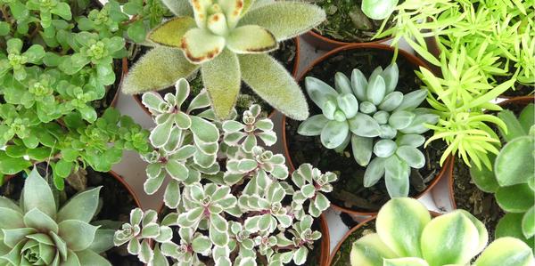 Mini Succulents 8cm, indoor, houseplants, baby succulents