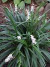 Ophiopogon Nana Mondo