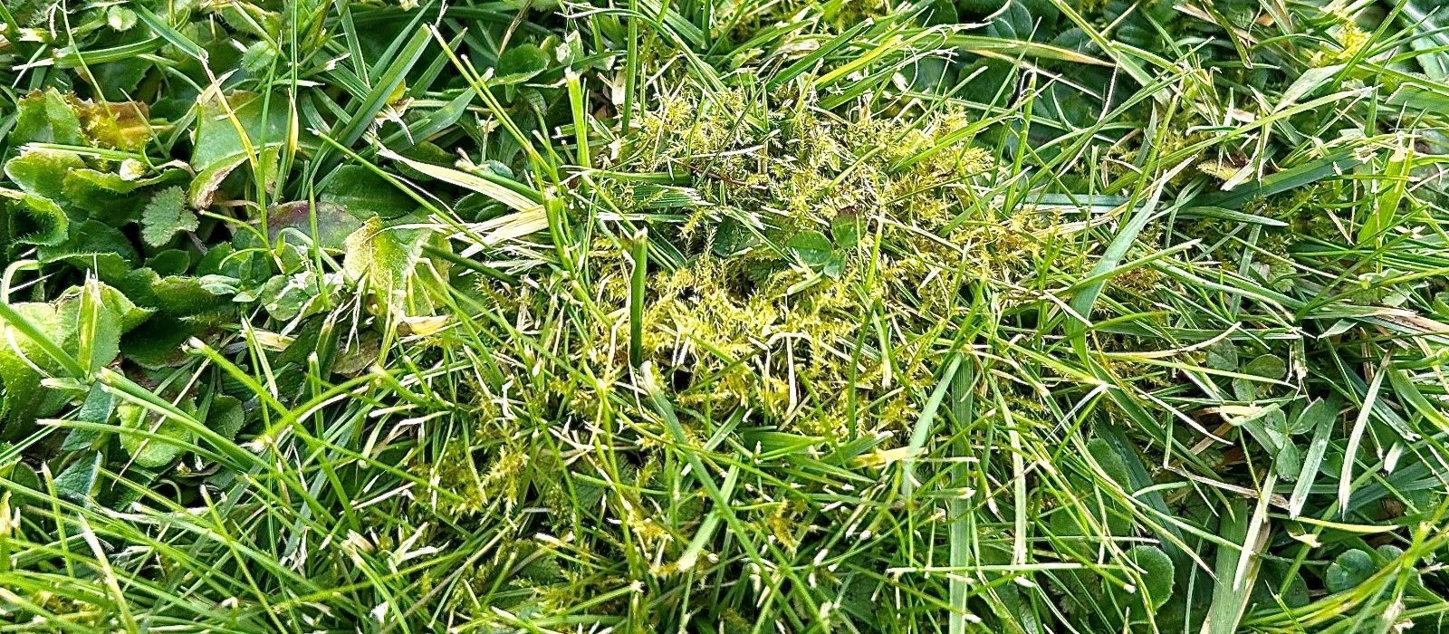 Moss in Lawns