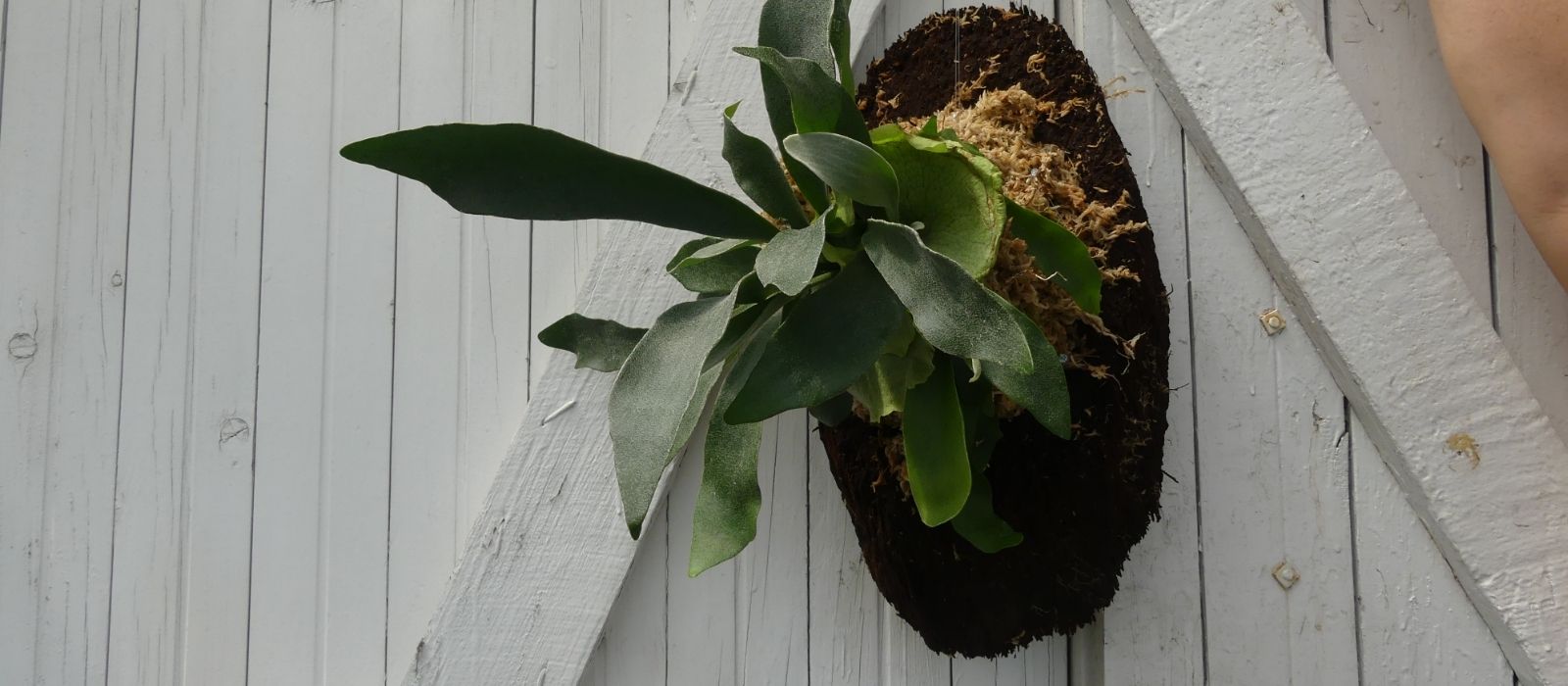 Mounting a Staghorn Fern