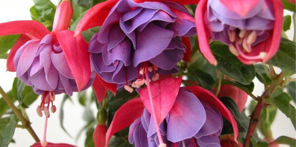 Fuchsia plants