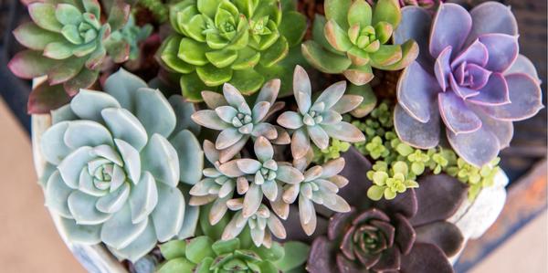 Succulents, outdoor, houseplants, cacti