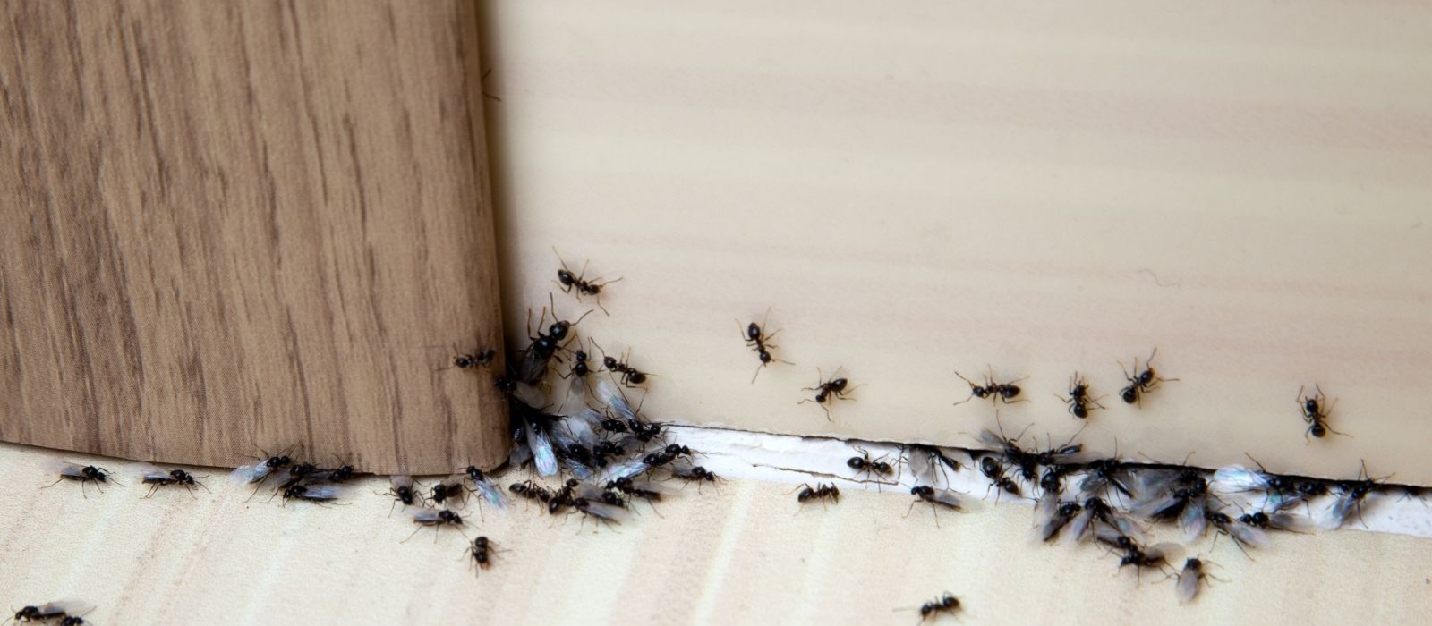 Combating Ants in Your Home and Garden