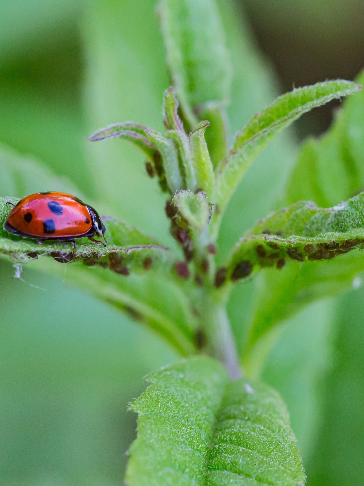 Dealing with Garden Insects