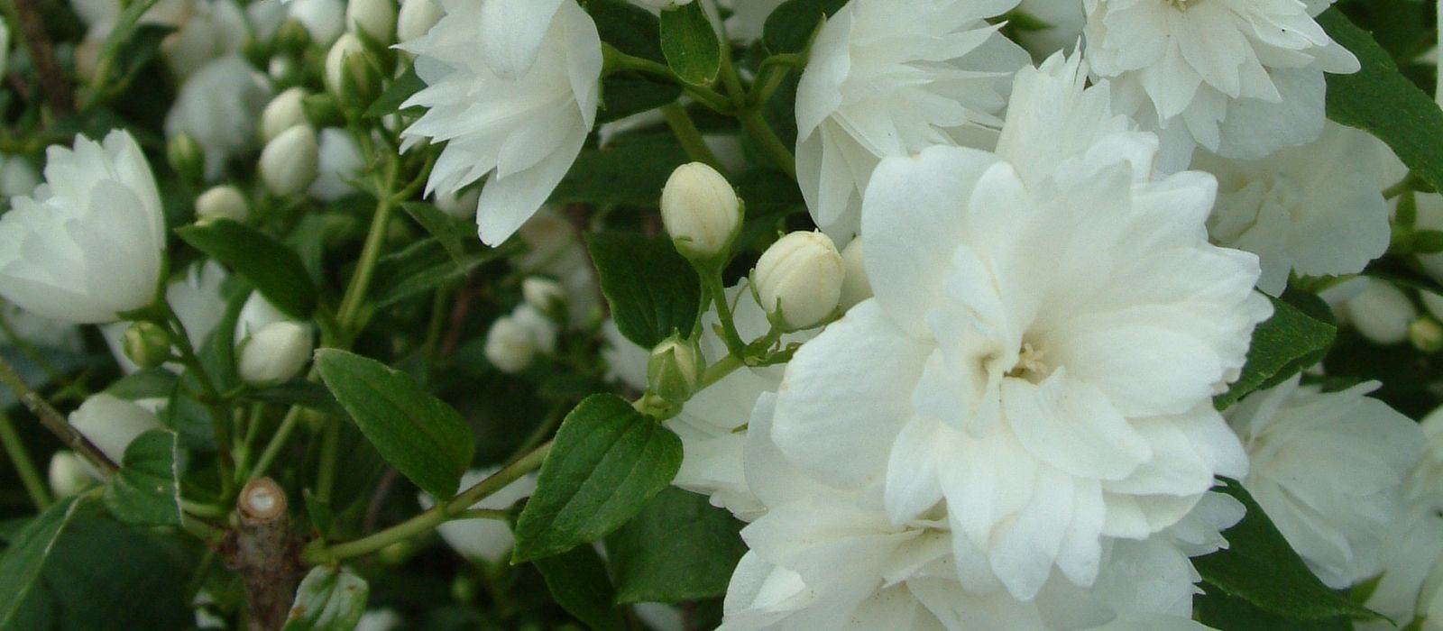 Philadelphus - Mock Orange