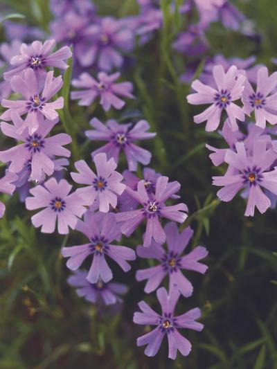 Phlox Blue Wave