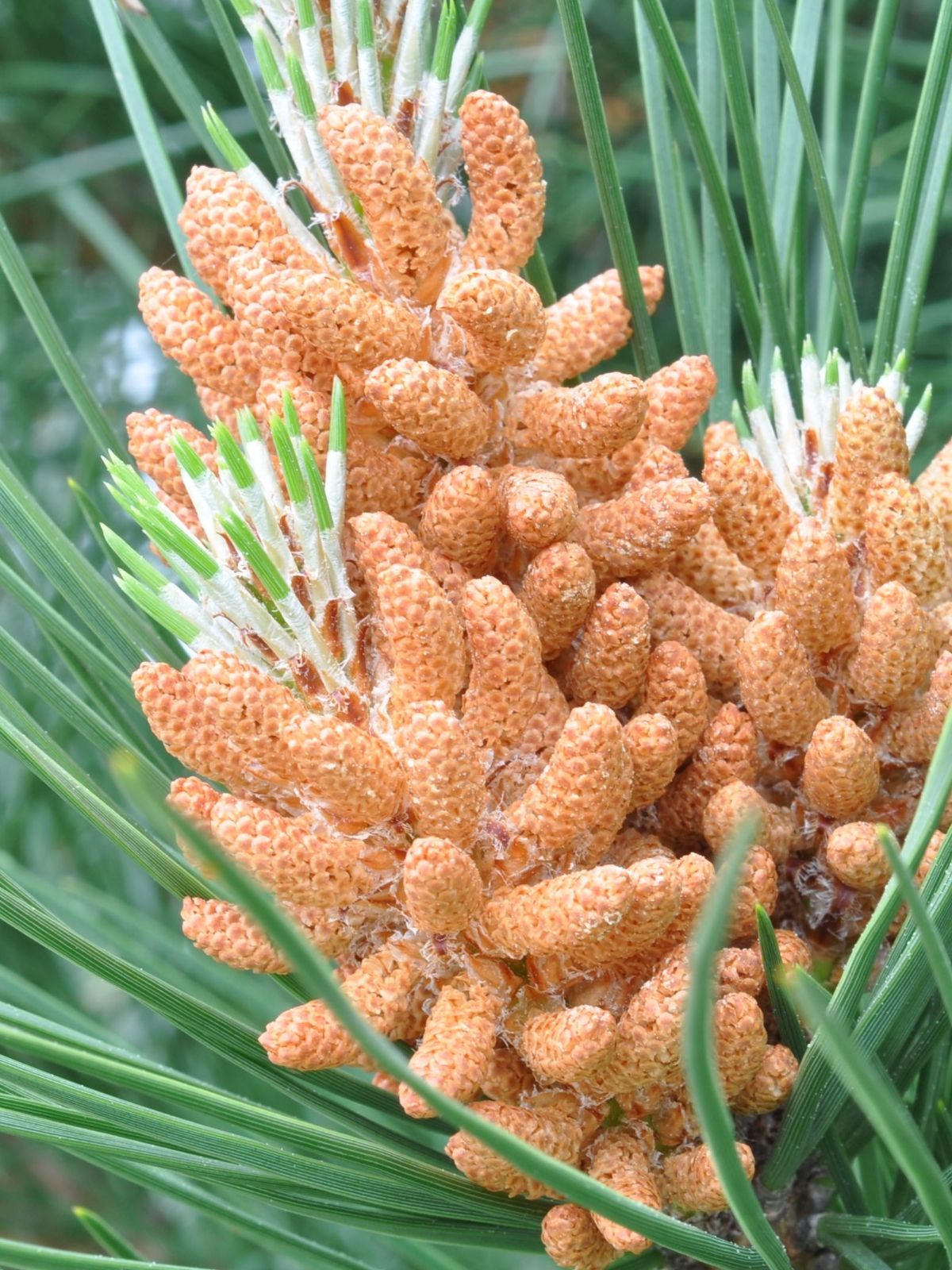 Growing Pine Nuts