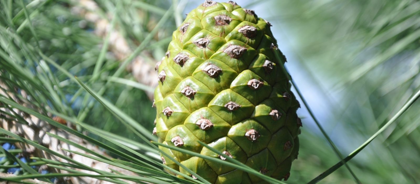 Growing Pine Nuts