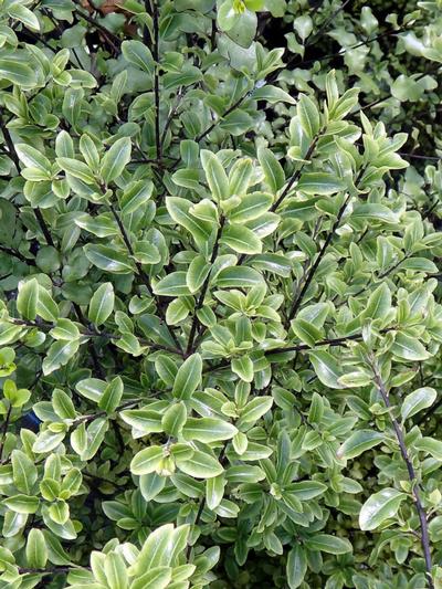 Pittosporum Tenuifolium Jade