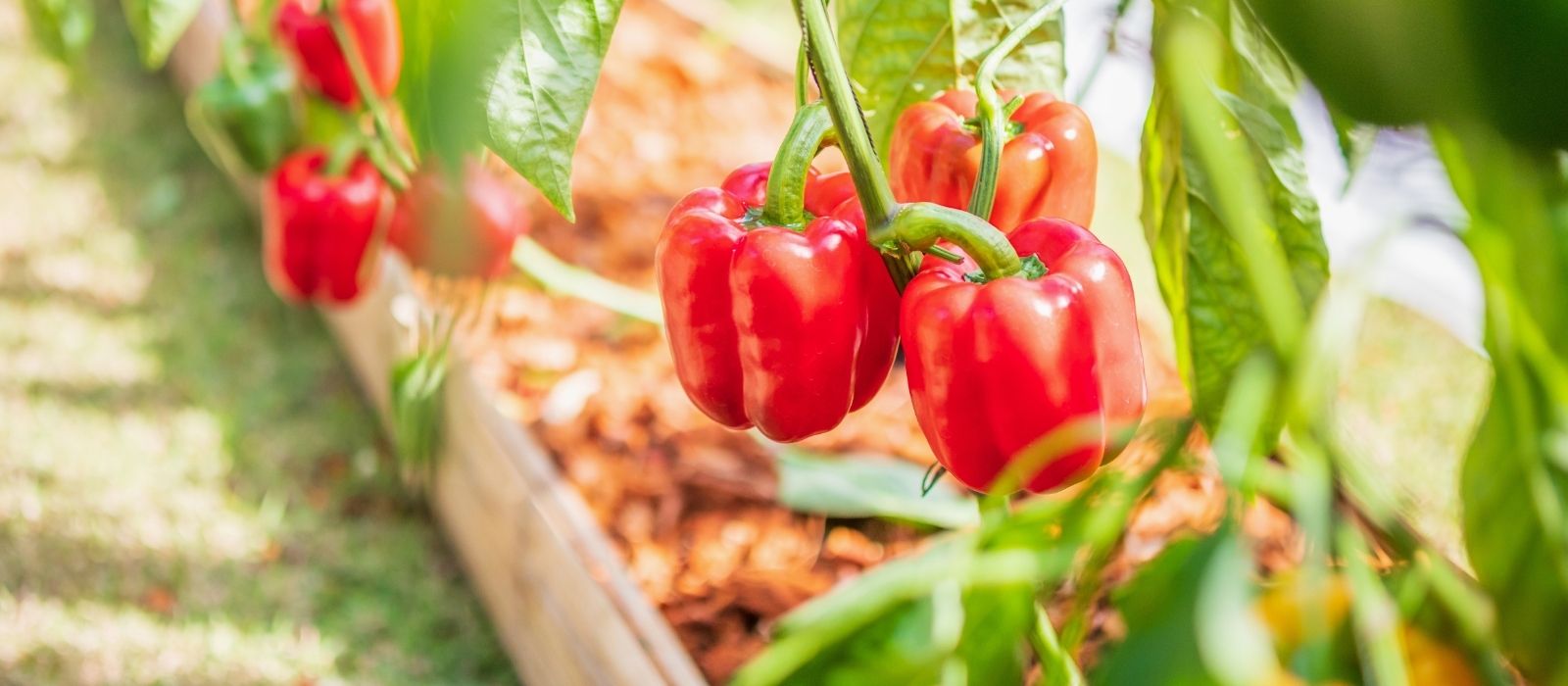 Chillies and Peppers