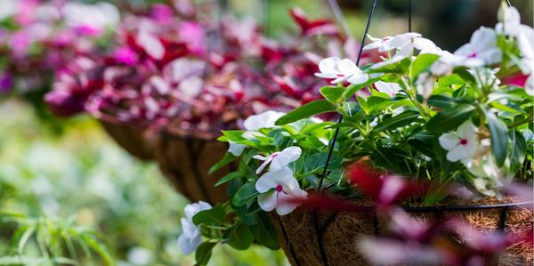 Hanging Baskets Vege Bowls