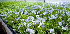 Bedding Boxlots, bedding plants, annual plants