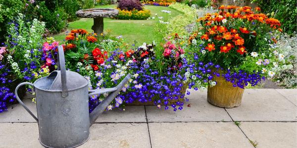 Bedding Plants, grown by us