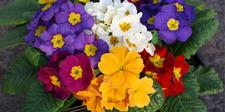 Polyanthus 9 Packs