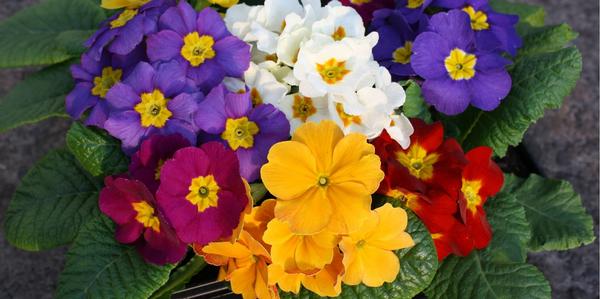 Polyanthus 9 Packs