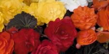 Oderings bedding singles, tuberous begonia plants