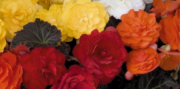 Oderings bedding singles, tuberous begonia plants