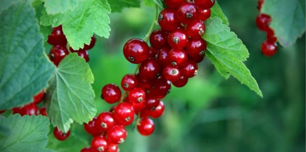 fruit and nuts, Currants