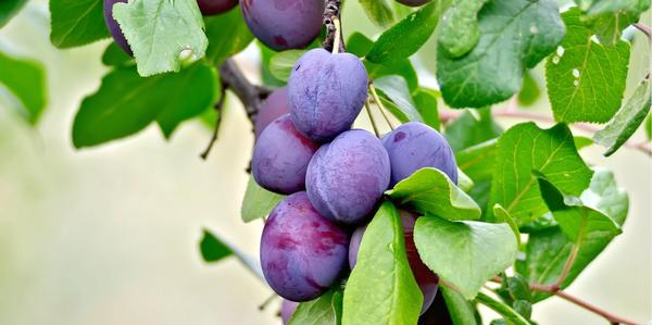 fruit and nuts