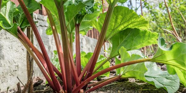 Rhubarb, rhubarb fruit, rhubarb plants