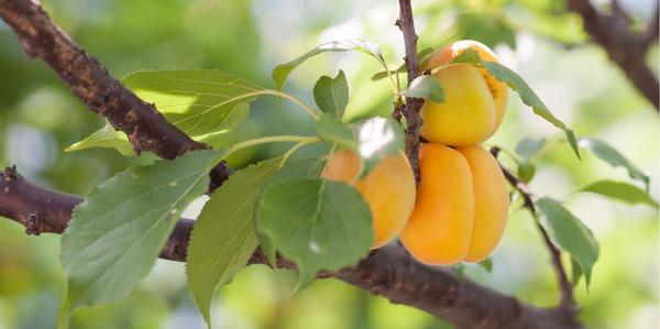 plants, fruit, strawberries, Berries