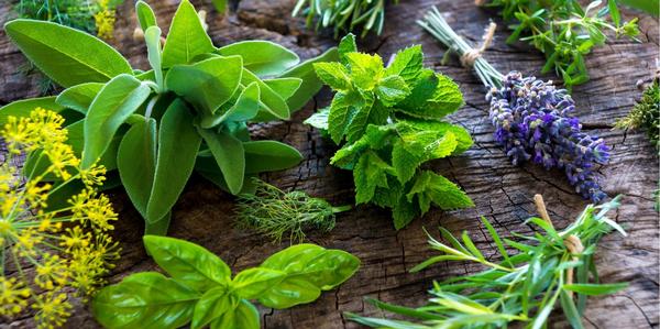 small grade herbs, herb plants, fresh herbs