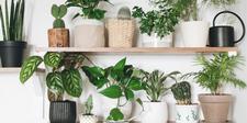 House Plants, indoor plants, houseplants