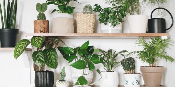 House Plants, indoor plants, houseplants