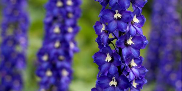 Delphinium, perennial Delphinium