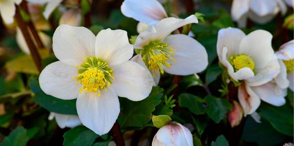 Hellebores, helleborus, perennial Hellebores