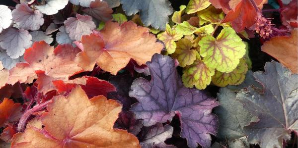 Heucheras, Heucheras, perennial Heucheras