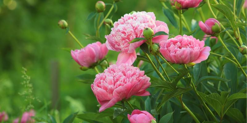 Oderings Garden Centre - Perennials - Paeonies