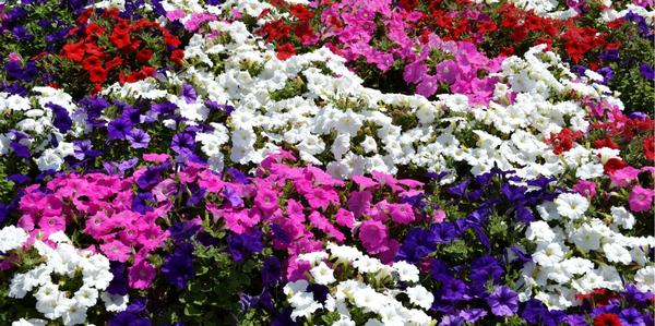 Oderings Garden Centres | Perennial Petunias