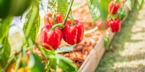 premium peppers, Seedlings