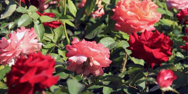 roses, bush, new seasons