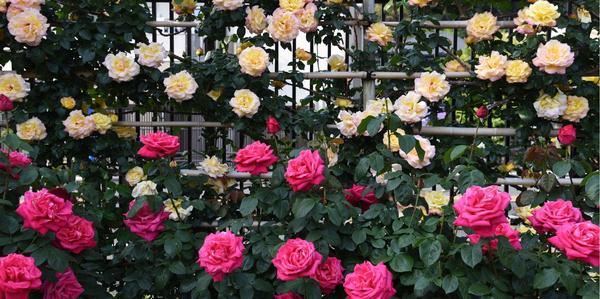 roses, climbing, new seasons