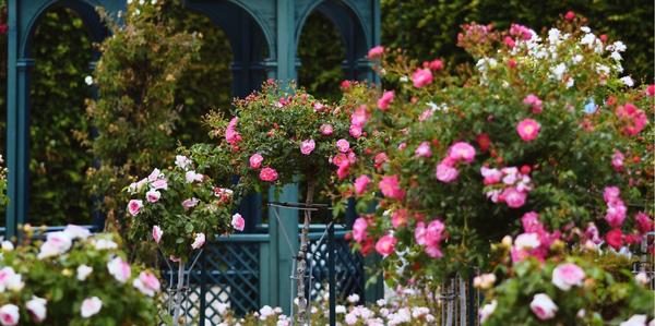 roses, new seasons, Patio Standard Roses