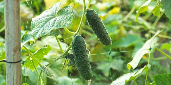 cucurbits, Seedlings